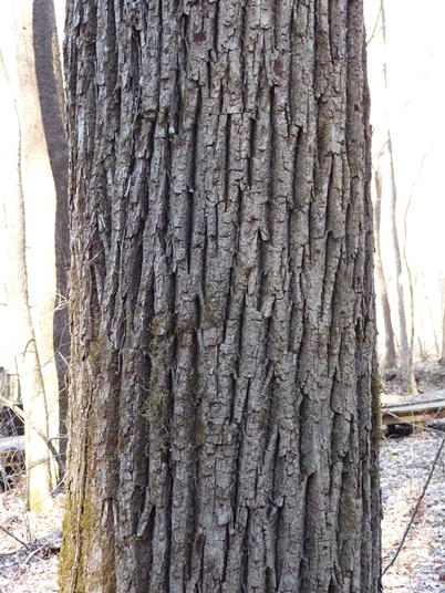 {Juglans nigra}
